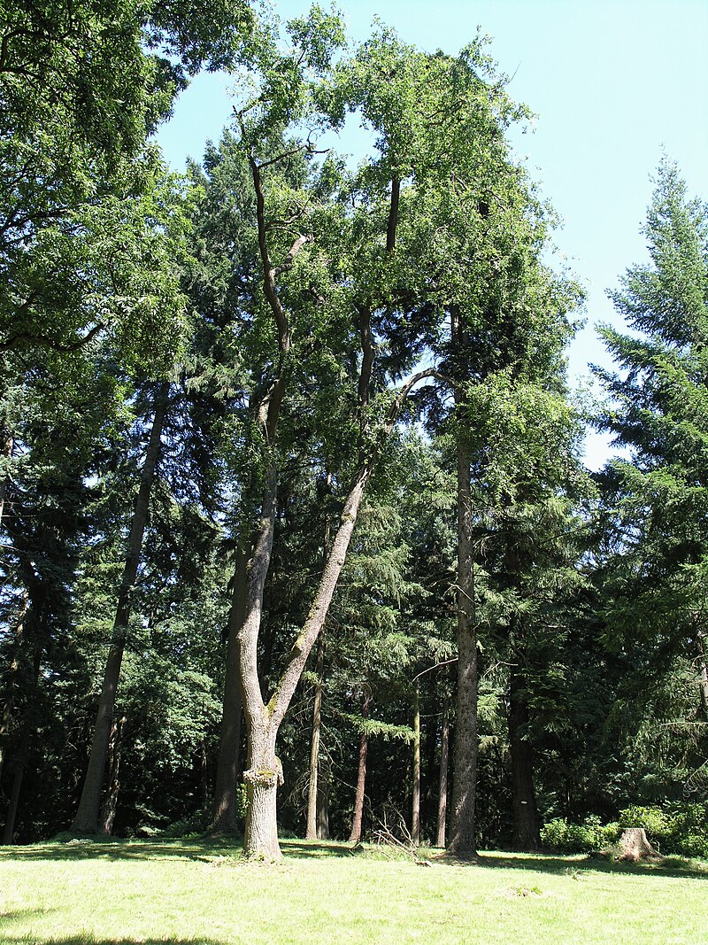 Arboretum Bukovina - ventip.cz