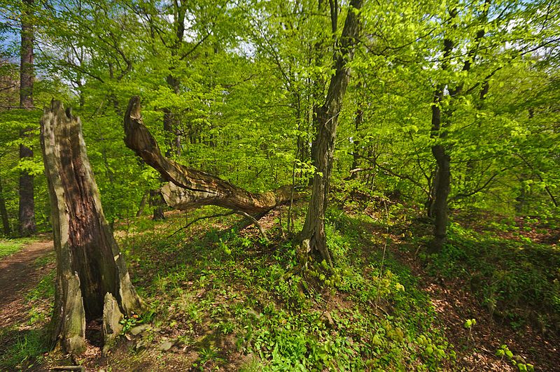 Svrčov (hrad) - ventip.cz