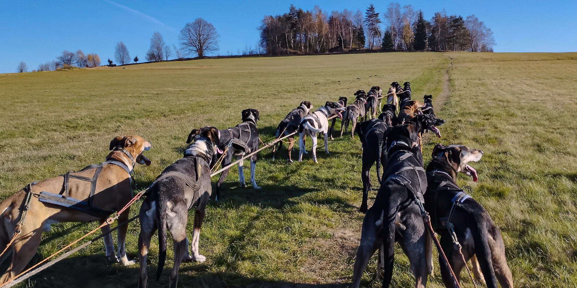 Alasko Kennel - ventip.cz