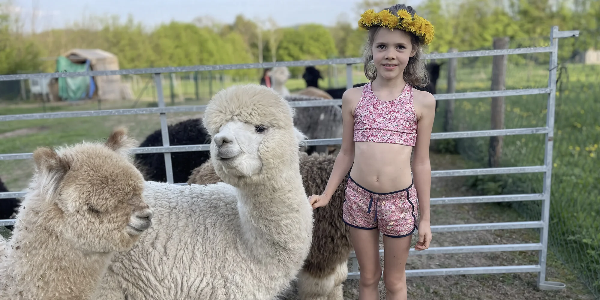 DeadWood Alpacas - ventip.cz