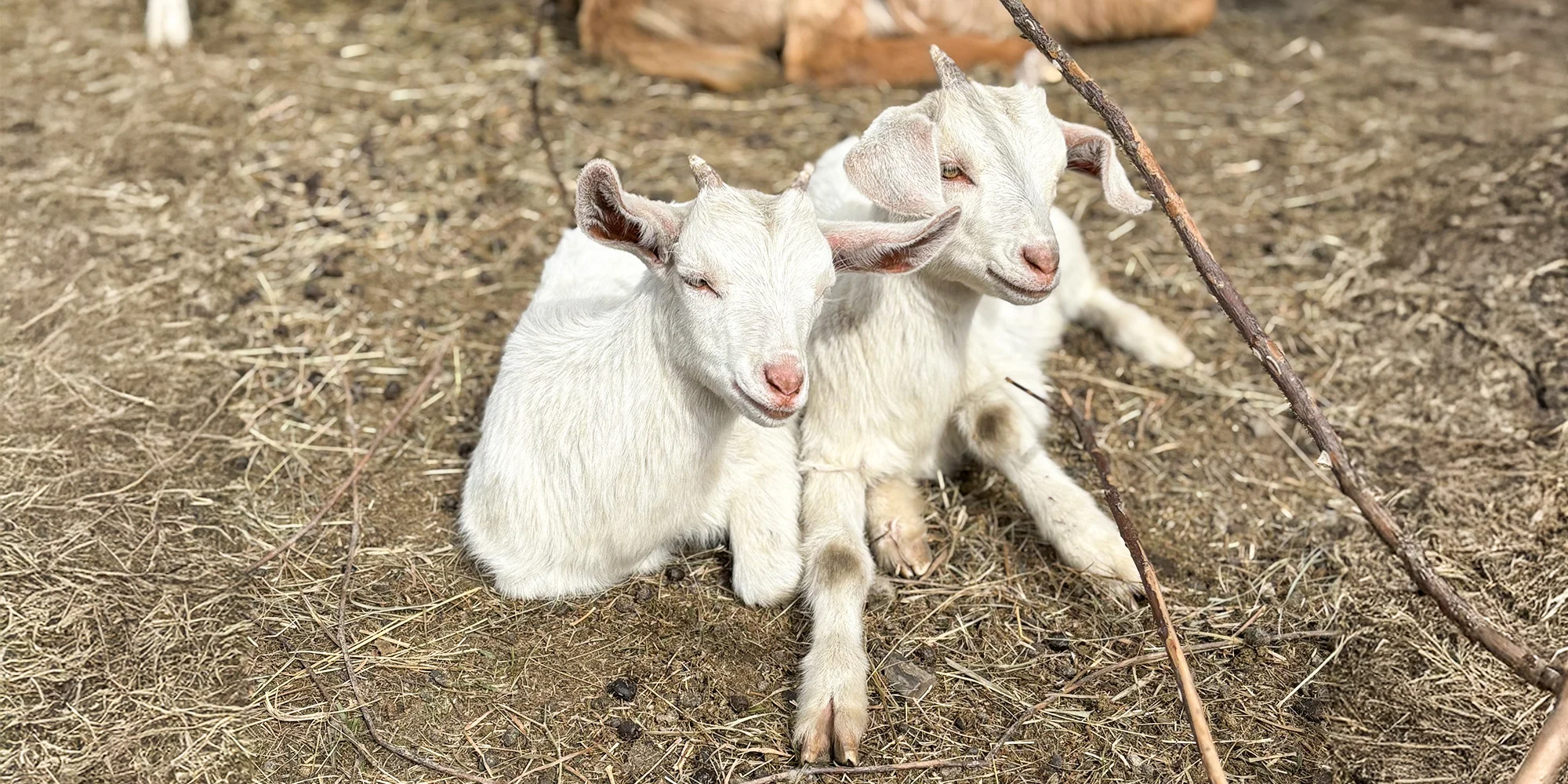 JVS Krasimo - ventip.cz