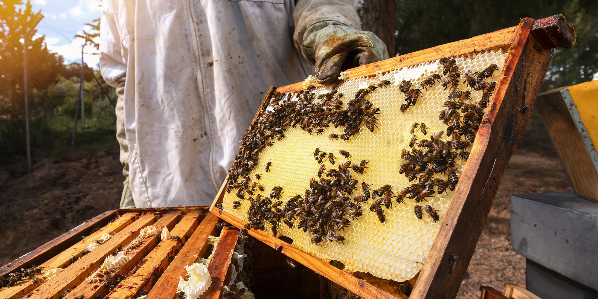 Jsem Včelař - ventip.cz