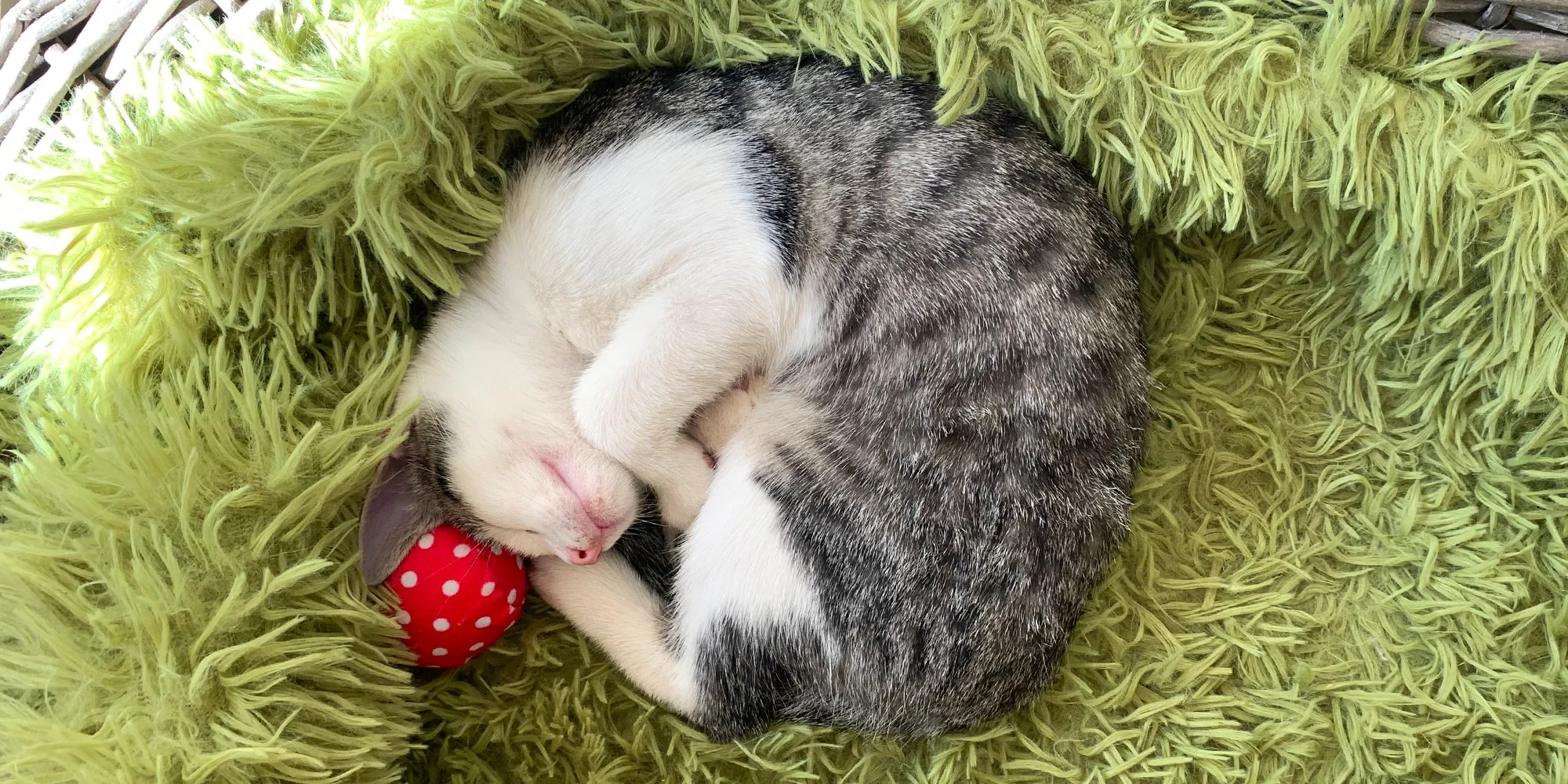 Kafe U Kočky - ventip.cz