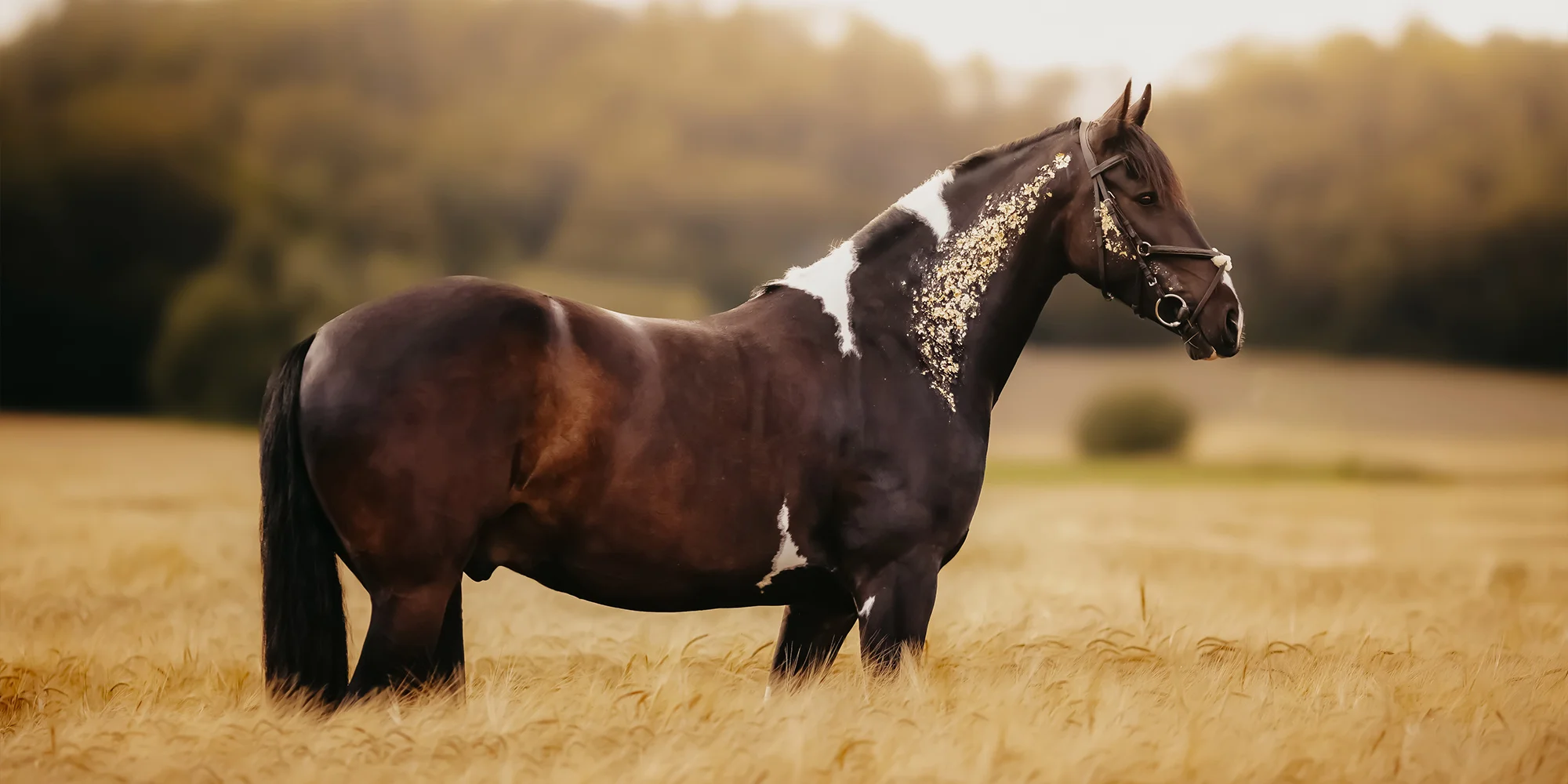 Karolína Novotná Photography - ventip.cz