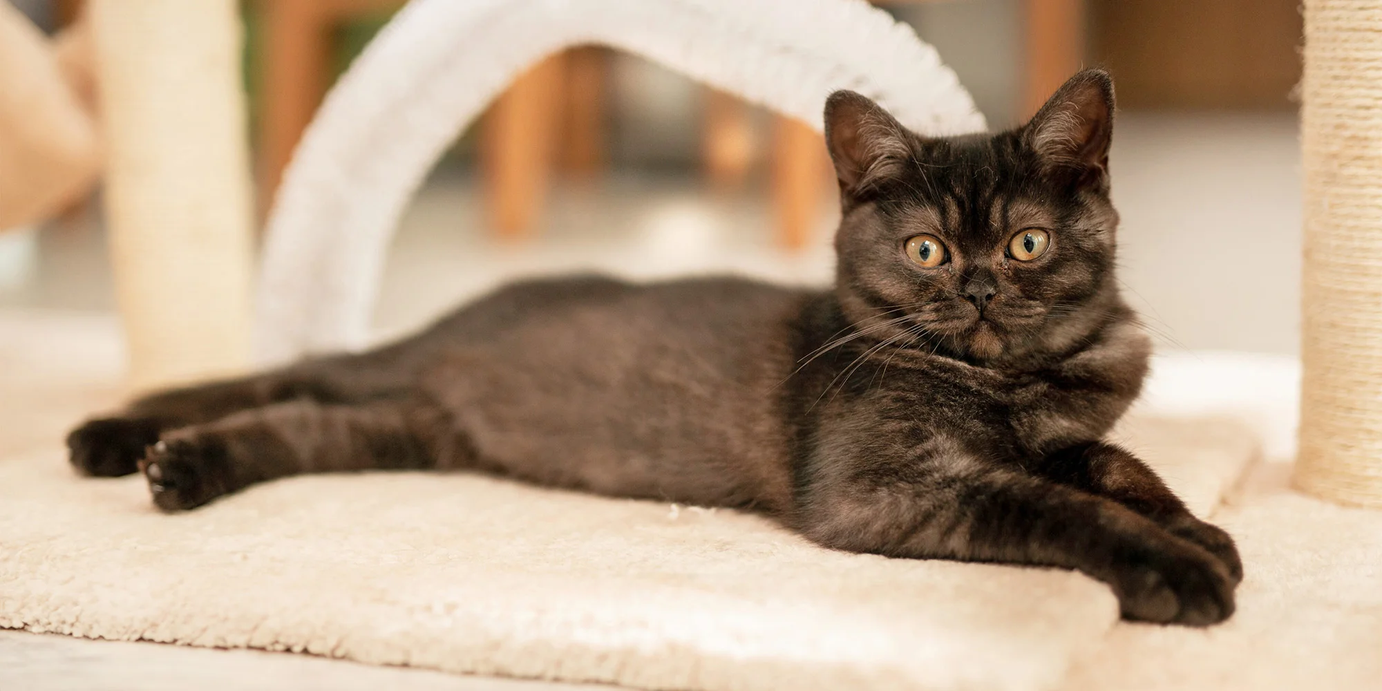 Kavárna Svět koček - Strakonice - ventip.cz