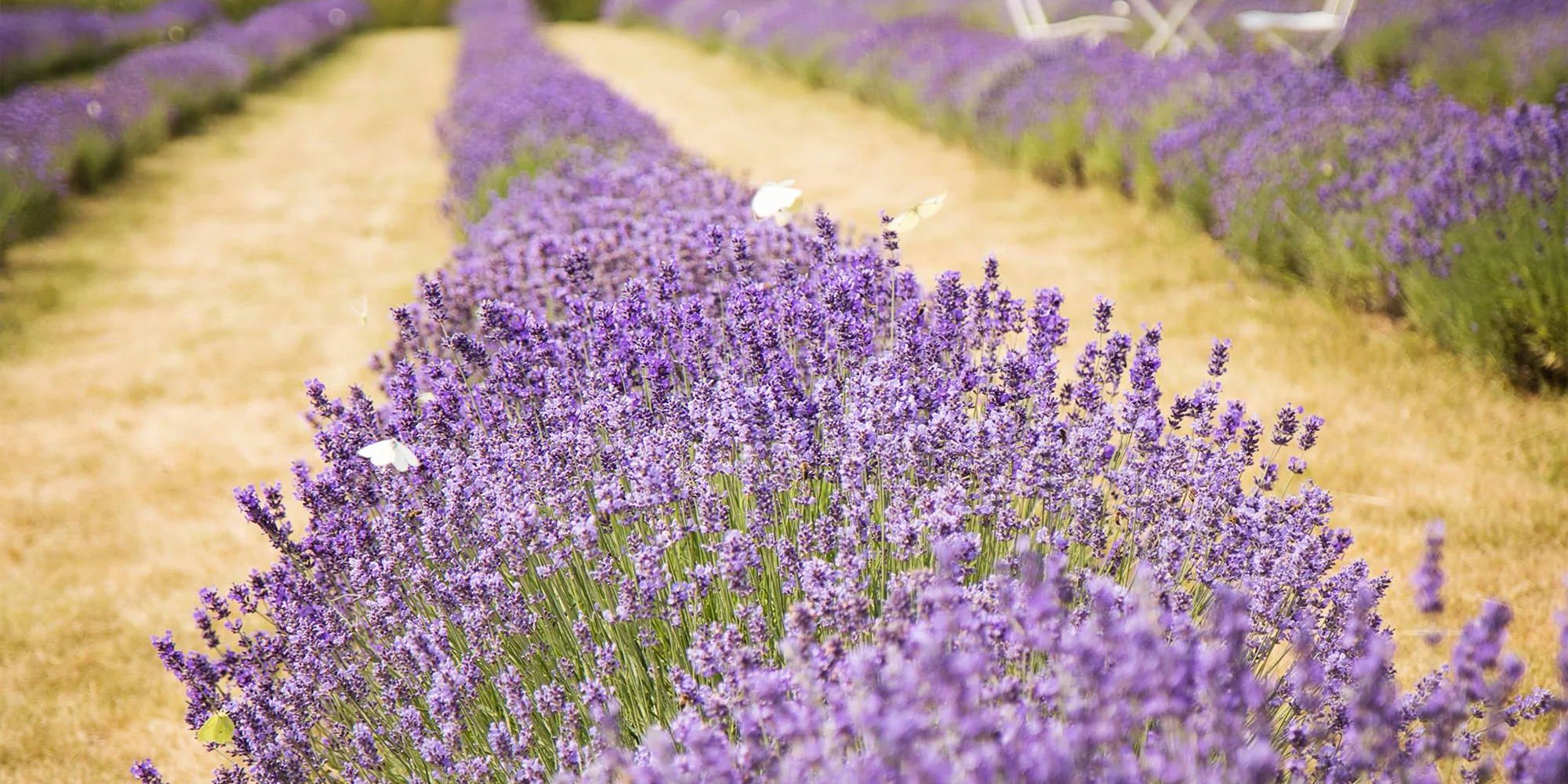 Levandulový statek Bezděkov - ventip.cz