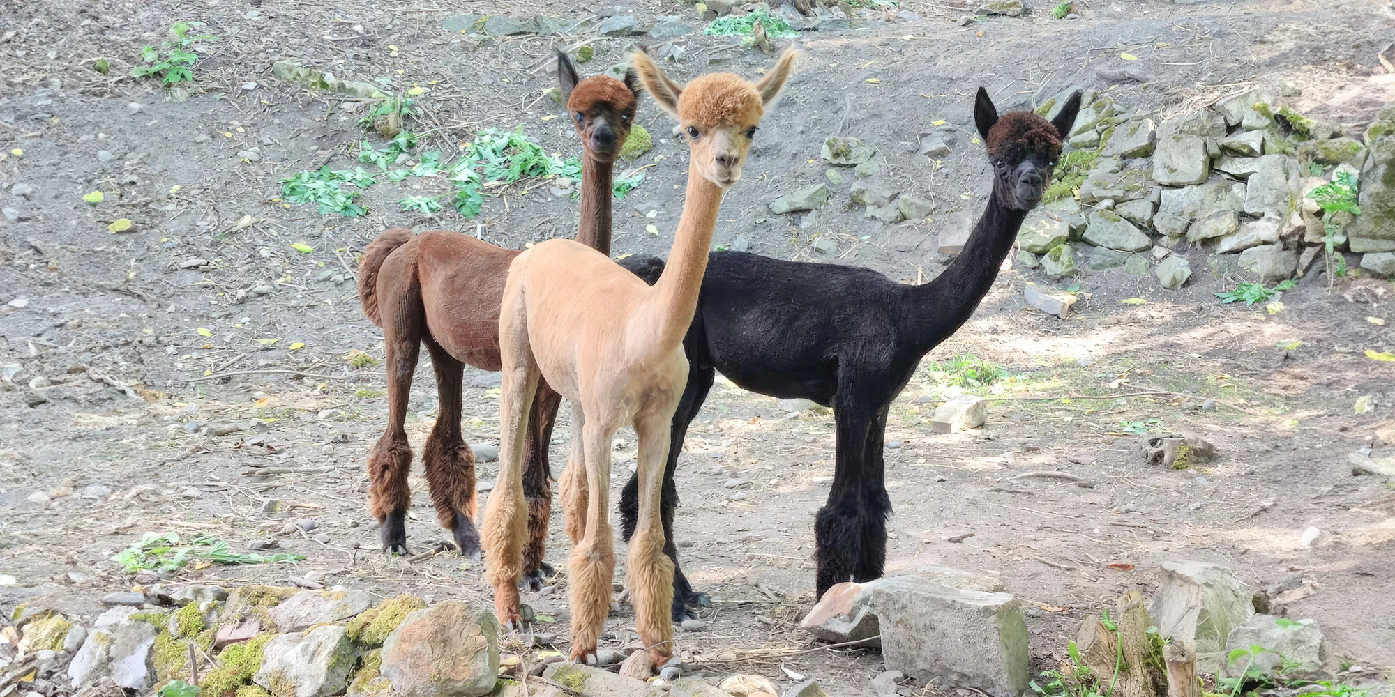 Mini zvěřinec v Žatci - ventip.cz