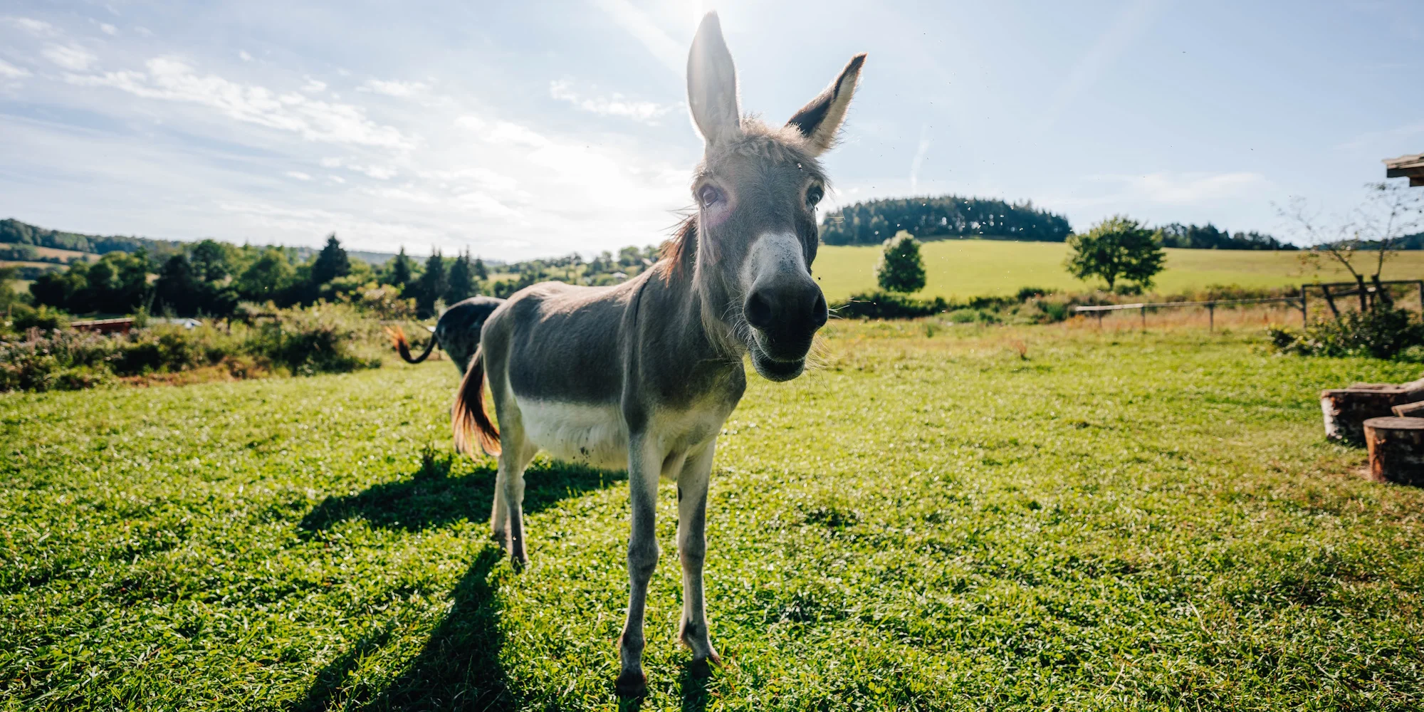 Pastvina - ventip.cz