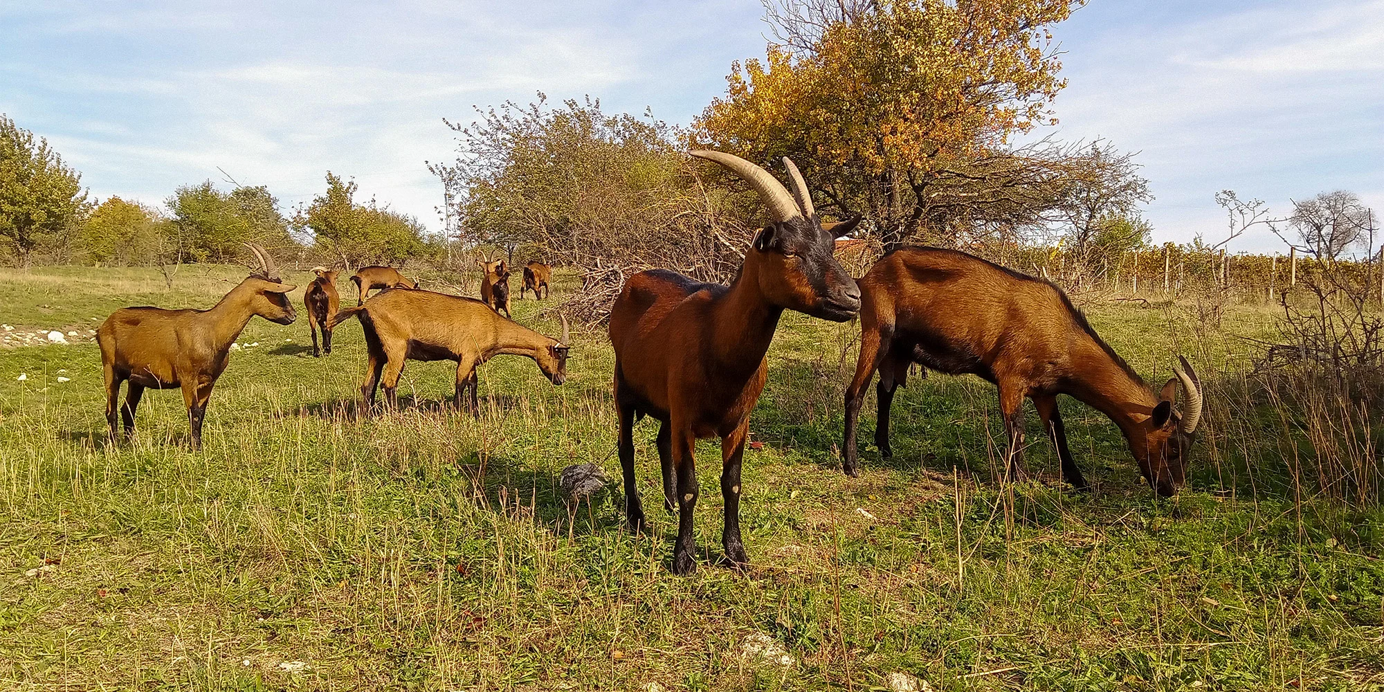 Statek Mušlov - ventip.cz