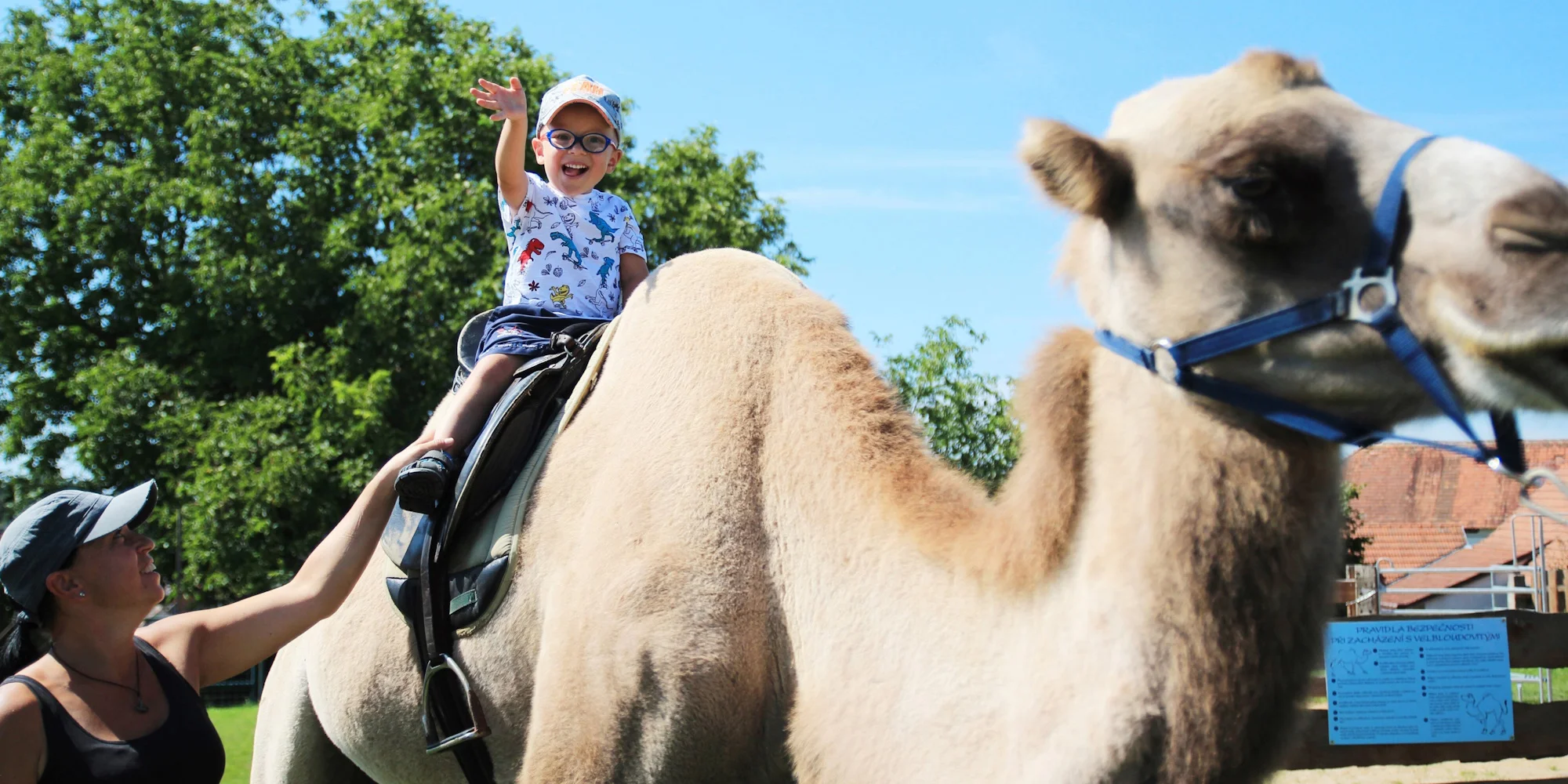 Velbloudí farma Záhostice - ventip.cz
