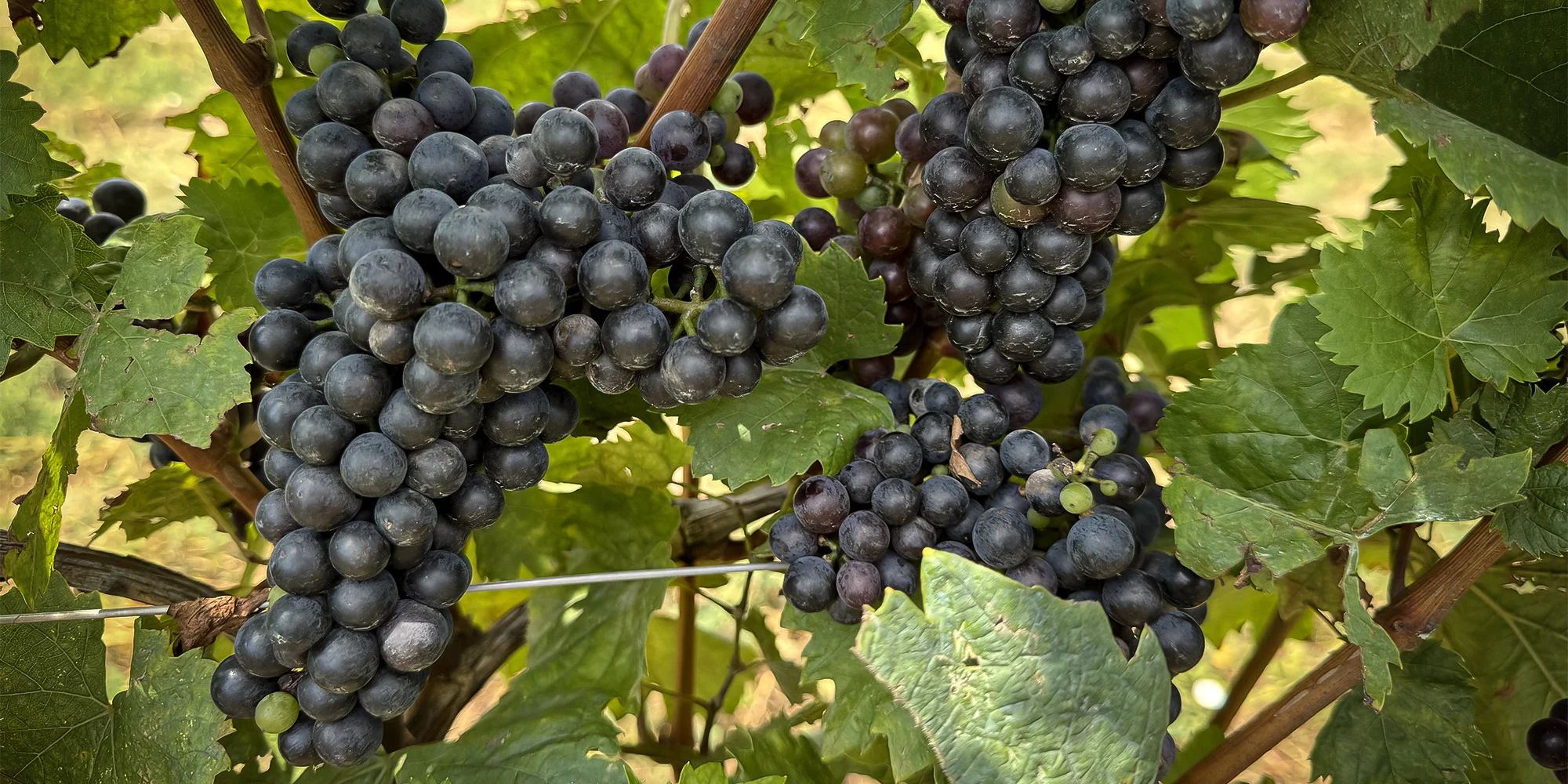 Vinařství MiQueen - ventip.cz