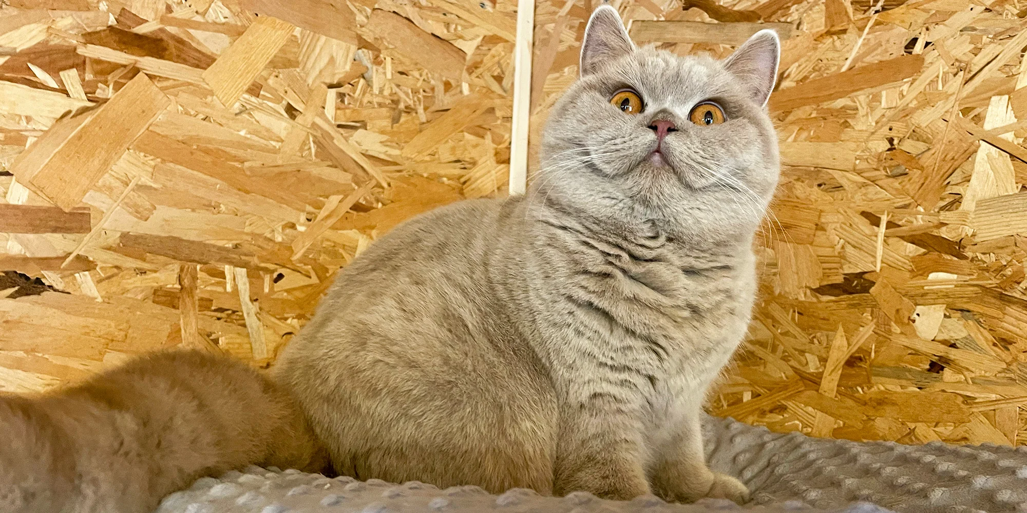 Britis cats Polívková - ventip.cz