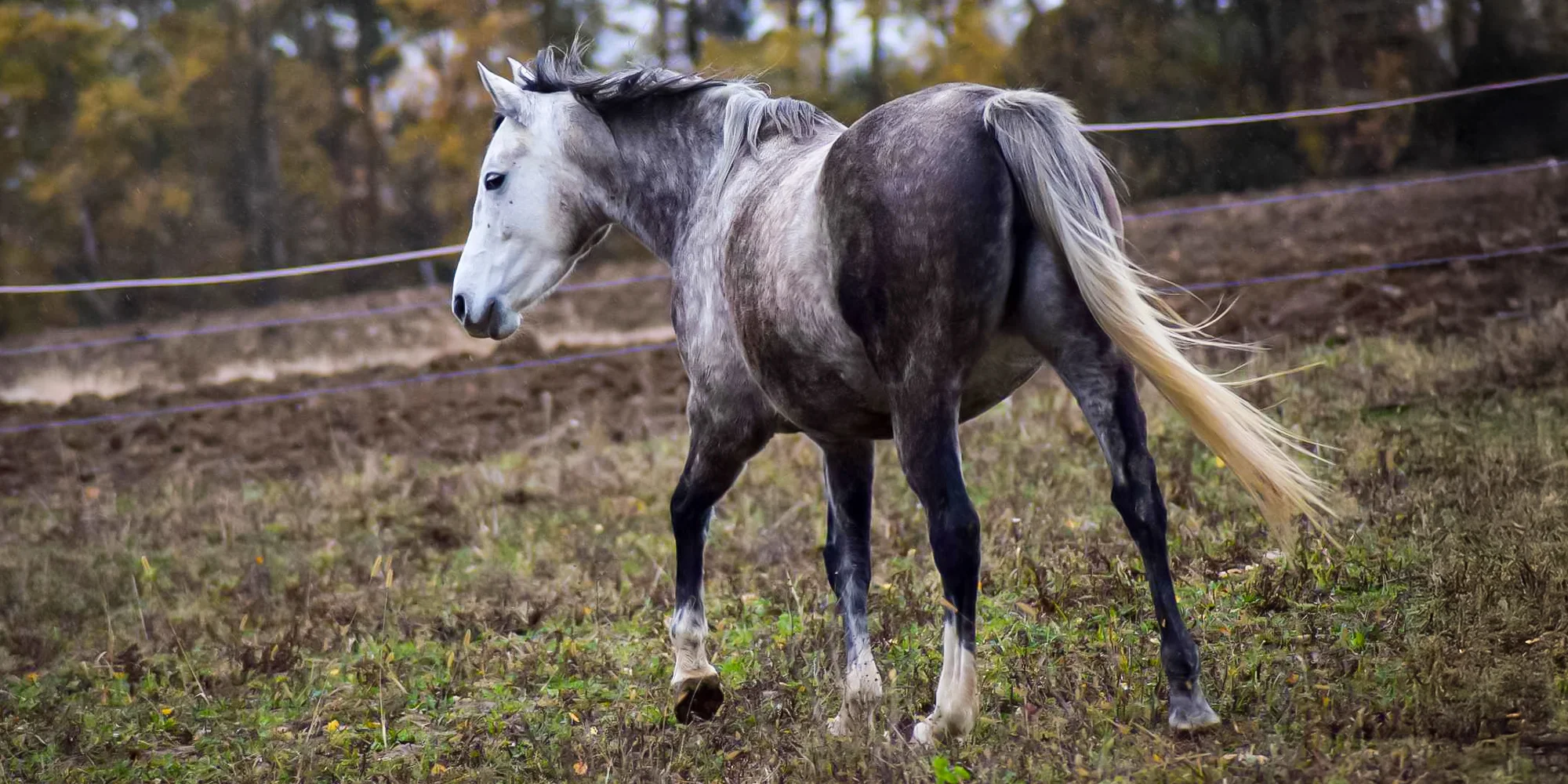 Jízda na koni Třebín - ventip.cz
