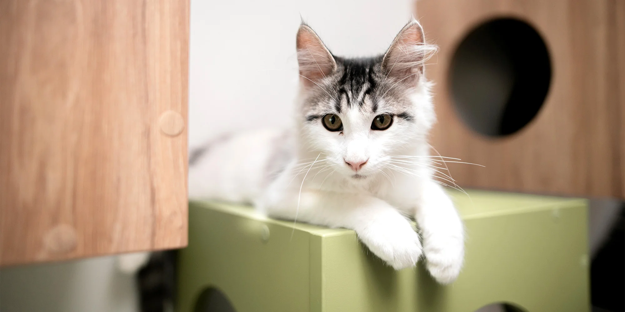 Kavárna Svět koček - Strakonice - ventip.cz