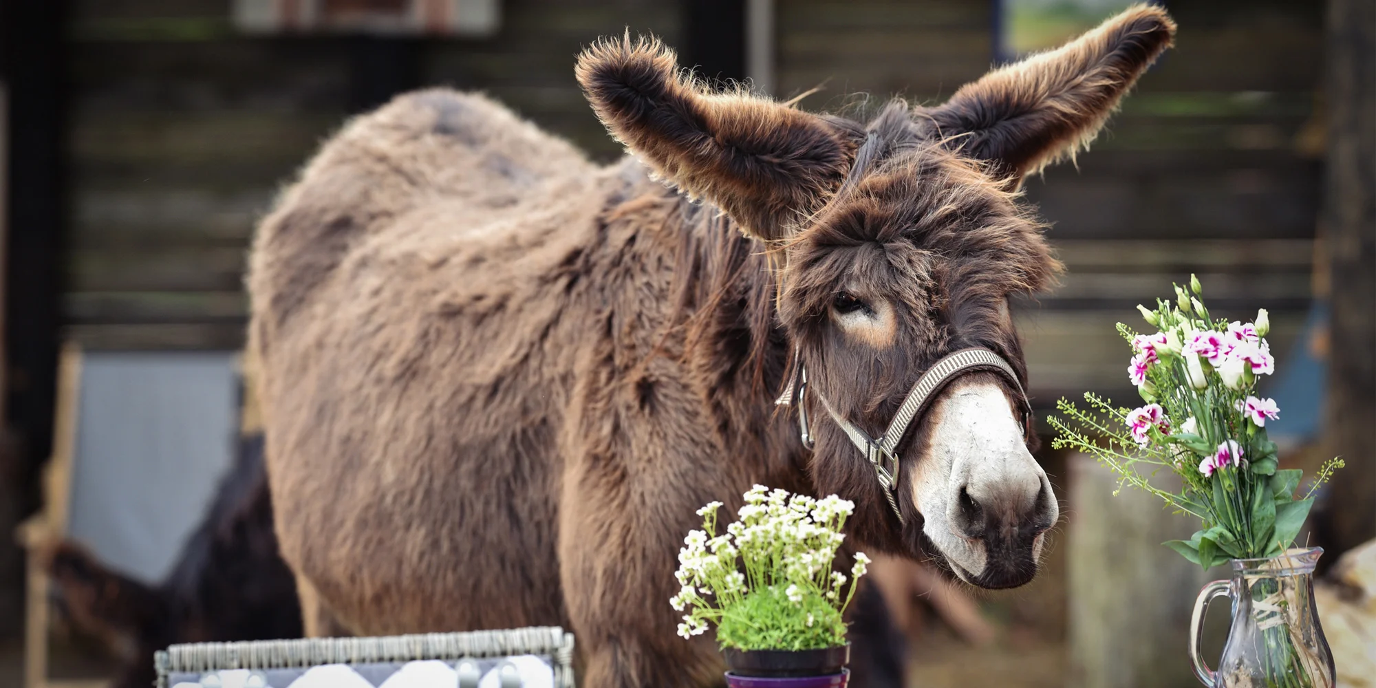 Oslí stezka Český ráj - ventip.cz