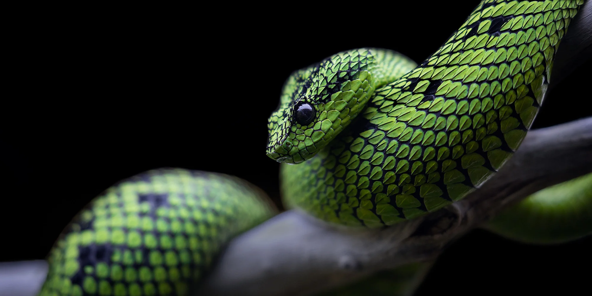 Safari Park Dvůr Králové - ventip.cz