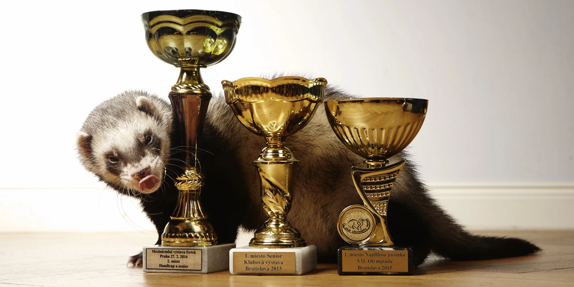 Furry snakes - základní škola Bratří Venclíků - ventip.cz