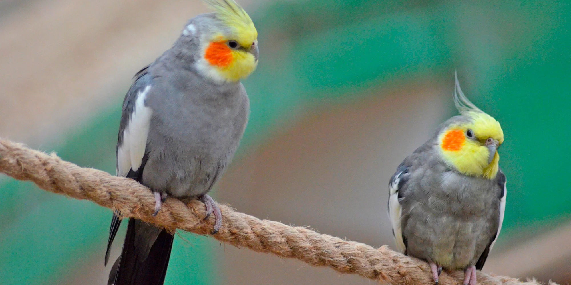 Papugarnia Carmen Katowice - ventip.cz