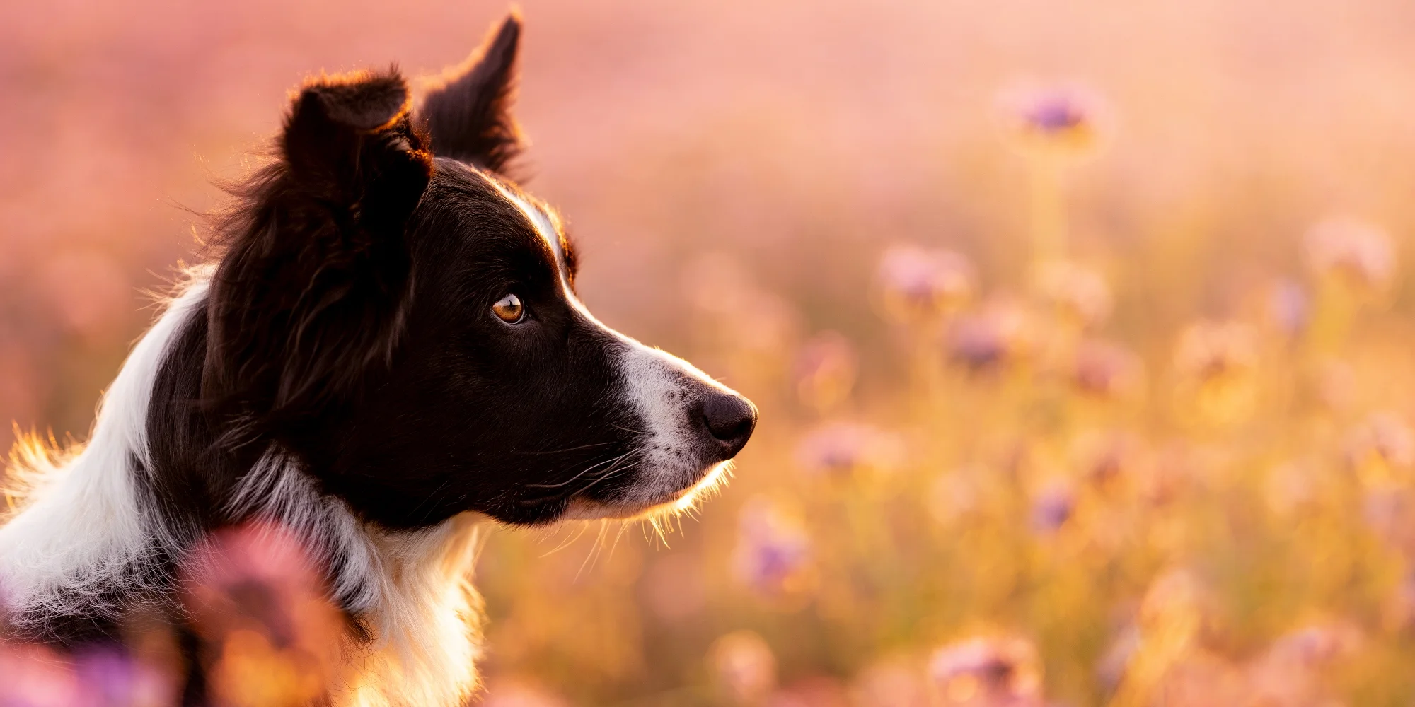 Fotíme pro psy - Velká Bíteš - ventip.cz