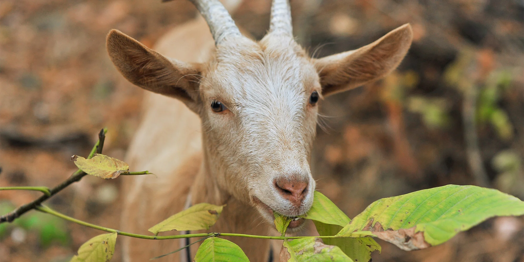 pujcovna-koz.cz - ventip.cz