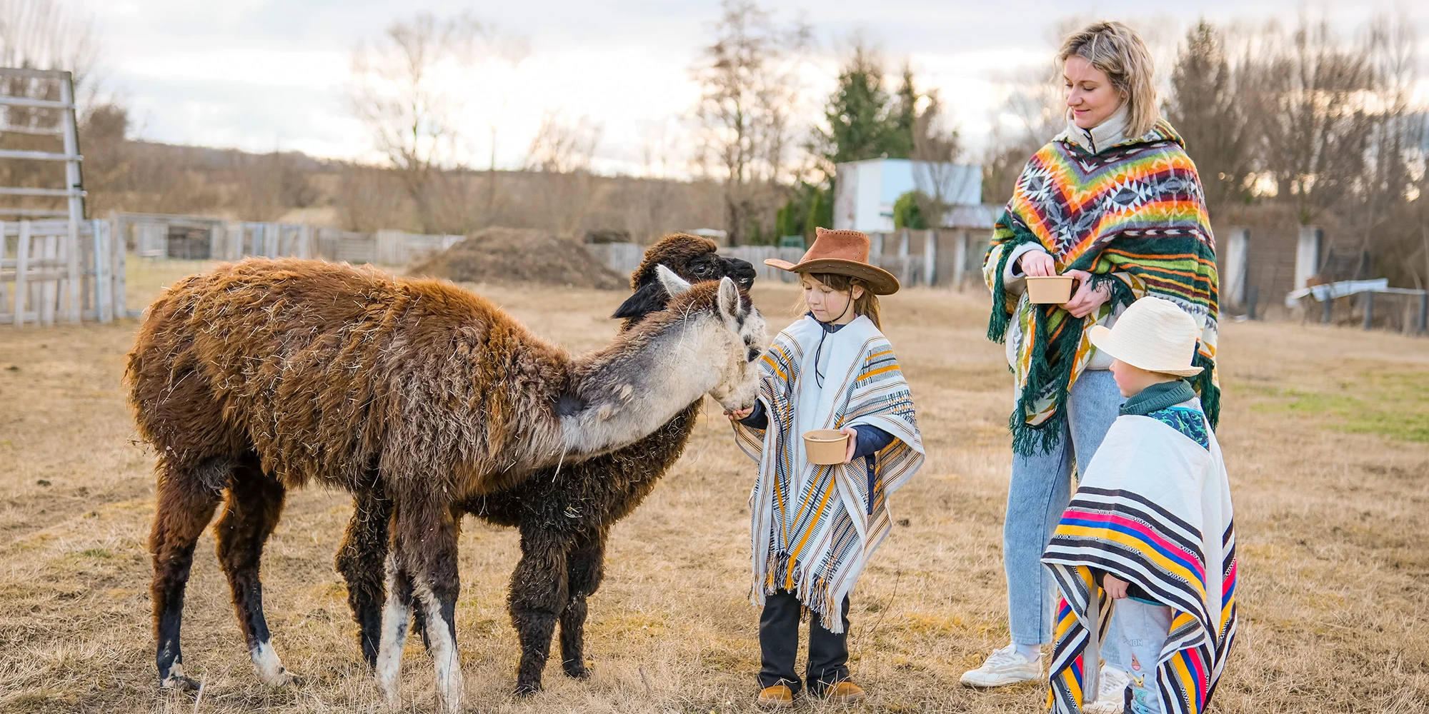 ŽIJU V CHILLU s alpakami - ventip.cz