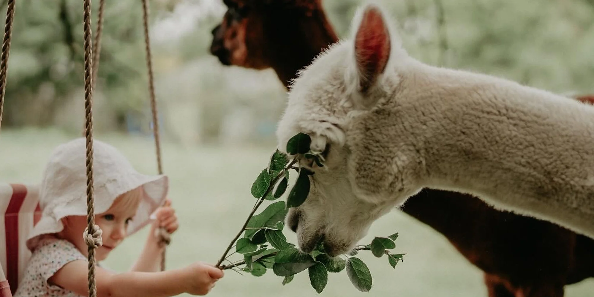 Alpaky na Hluboké - ventip.cz