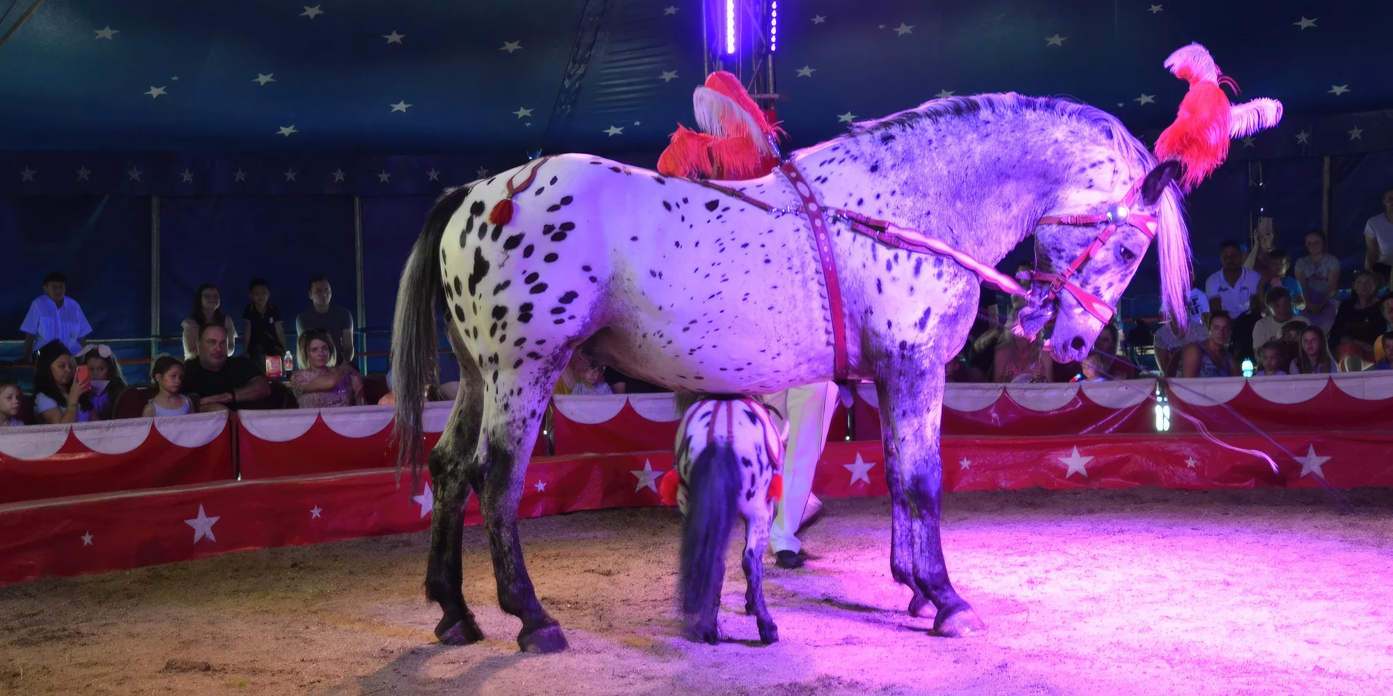 CIRKUS ŠIMEK - Přerov - ventip.cz