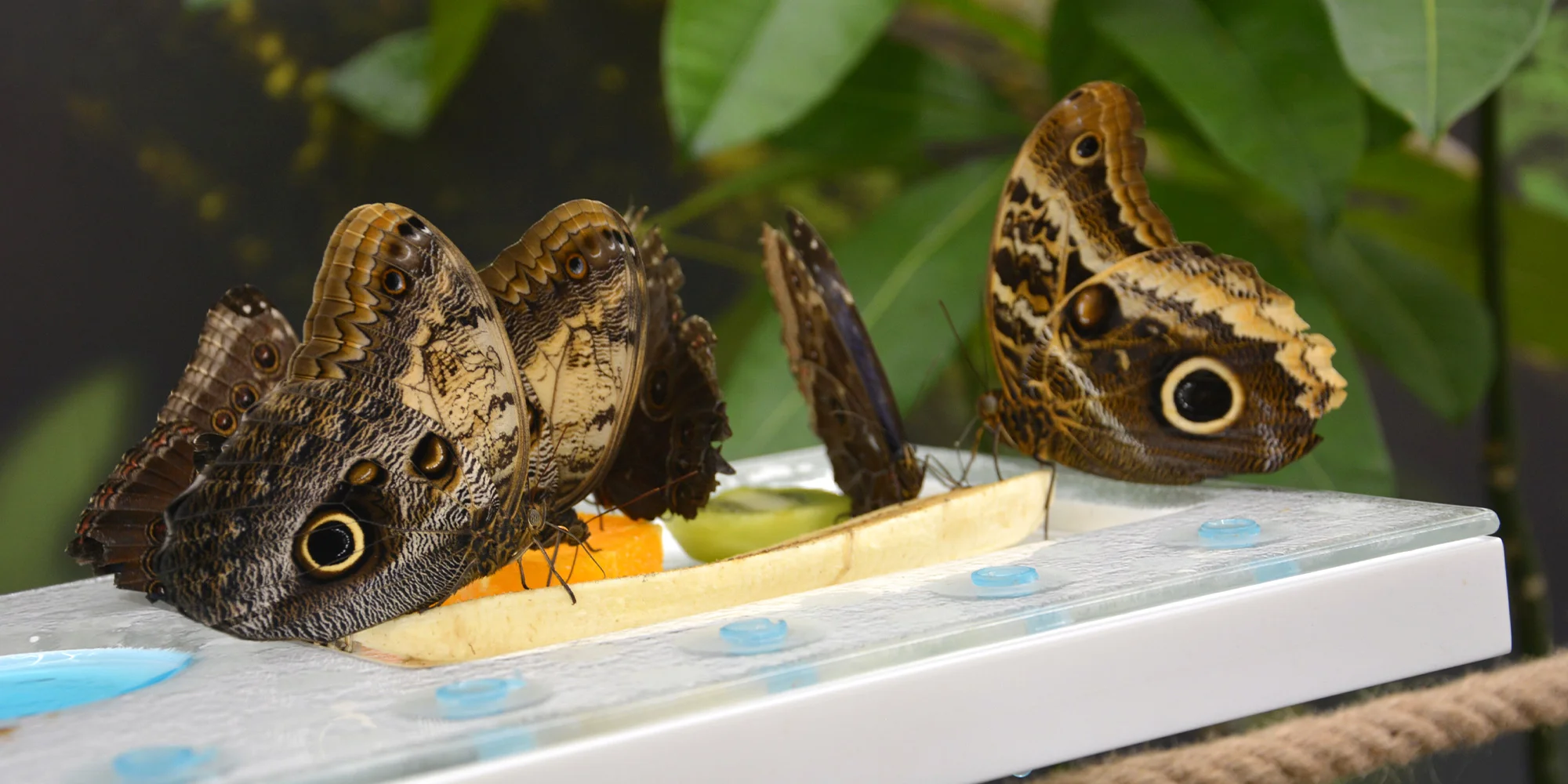 Papilonia Karlštejn - ventip.cz