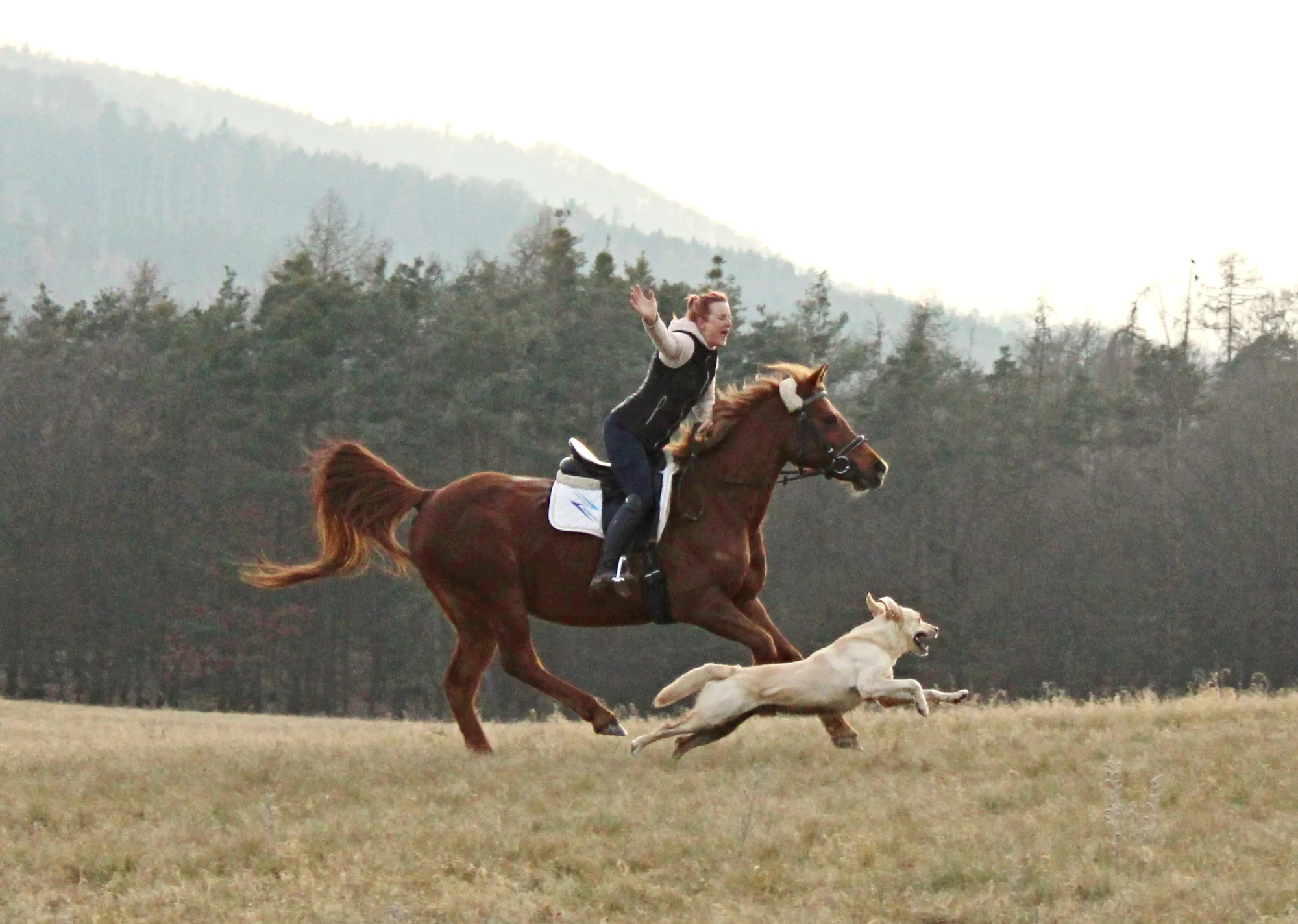 Stable AM - ventip.cz