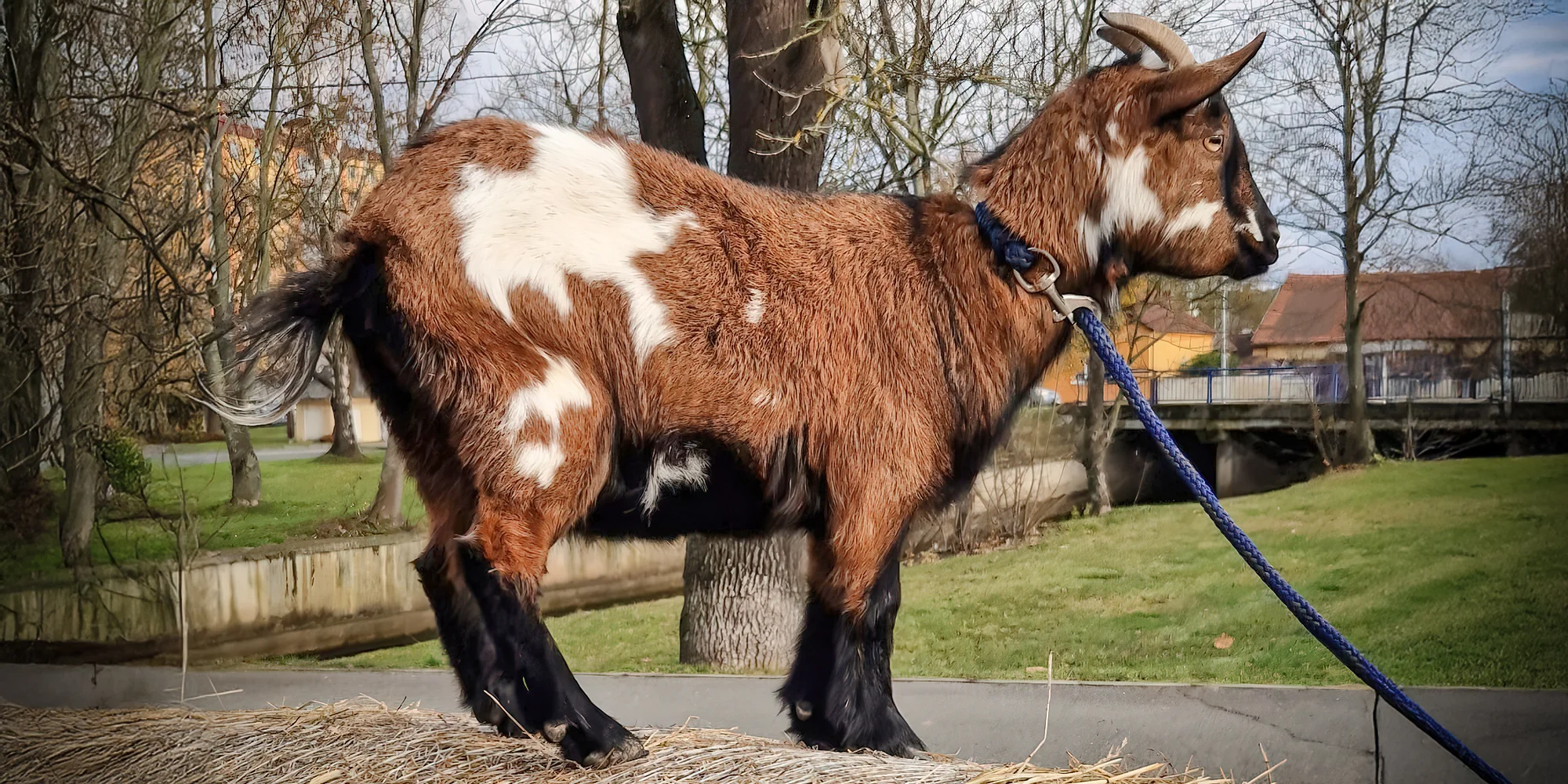 Farm Stay NH - Stables - ventip.cz