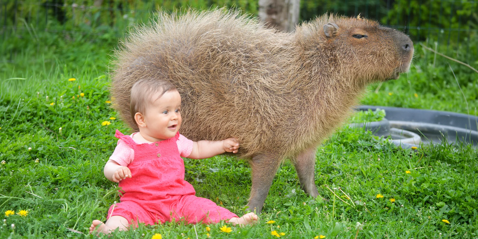 Zvířecí park Bezděz Dvůr - ventip.cz