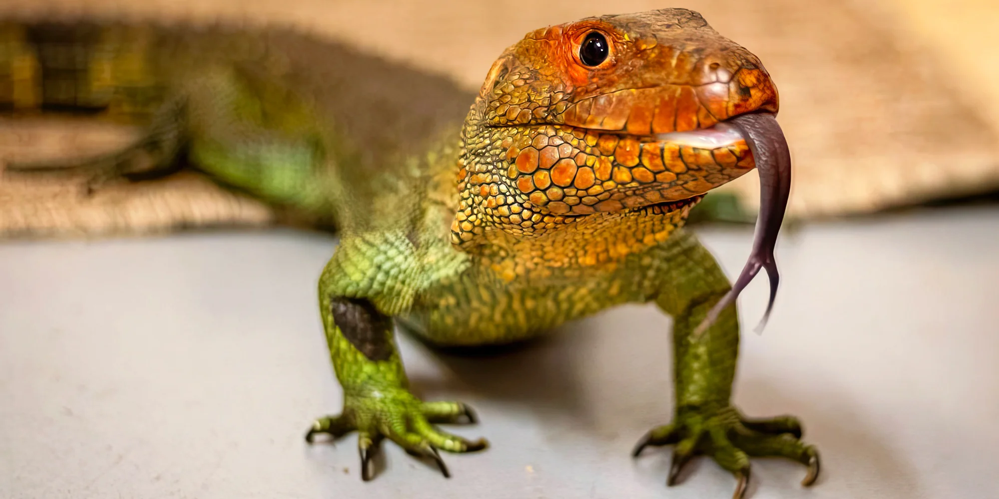 REPTILclub - ventip.cz