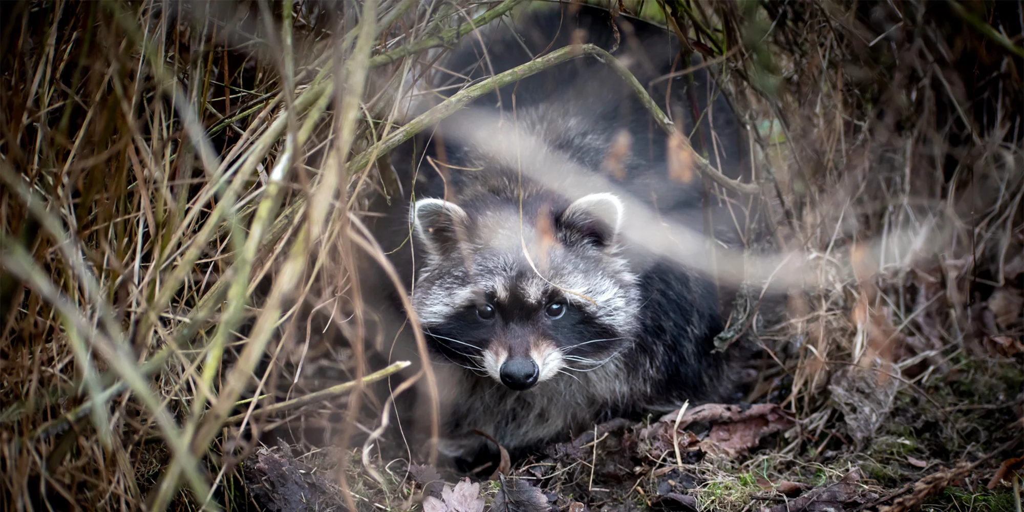 Zoologická zahrada Tábor - ventip.cz